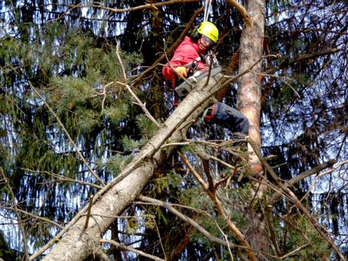 Abattage, lagage et taille d'arbre  Drummondville - Arbor lagage MG inc.