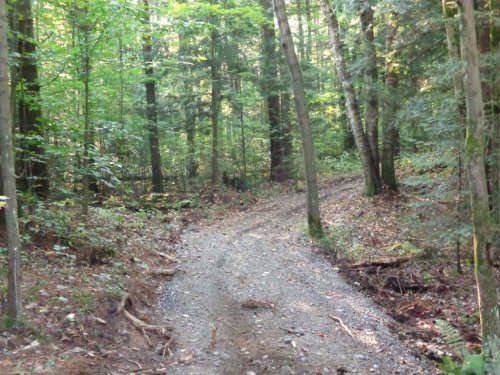 Abattage, lagage et taille d'arbre  Drummondville - Arbor lagage MG inc.