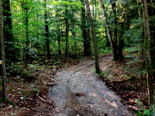 Abattage, lagage et taille d'arbre  Drummondville - Arbor lagage MG inc.