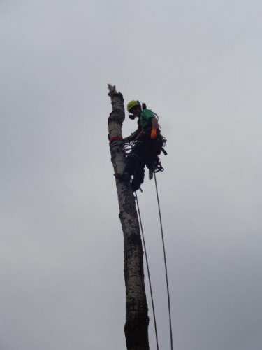 Abattage, lagage et taille d'arbre  Drummondville - Arbor lagage MG inc.
