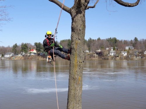 Abattage, lagage et taille d'arbre  Drummondville - Arbor lagage MG inc.