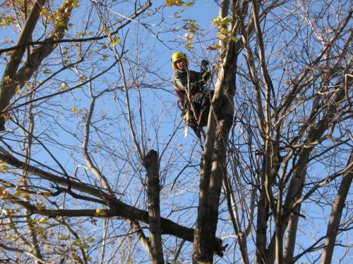Abattage, lagage et taille d'arbre  Drummondville - Arbor lagage MG inc.