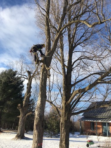 Abattage, lagage et taille d'arbre  Drummondville - Arbor lagage MG inc.