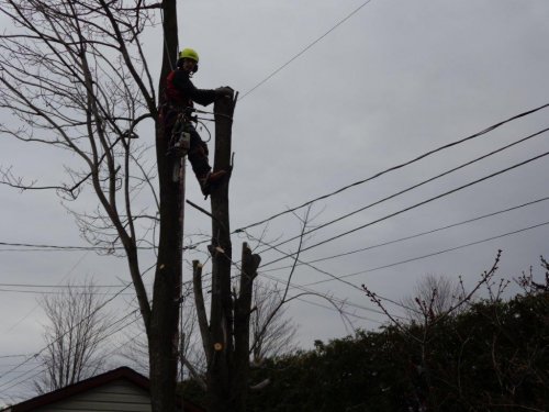 Abattage, lagage et taille d'arbre  Drummondville - Arbor lagage MG inc.