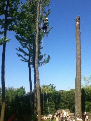 Abattage, lagage et taille d'arbre  Drummondville - Arbor lagage MG inc.