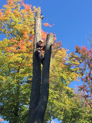 Abattage, lagage et taille d'arbre  Drummondville - Arbor lagage MG inc.