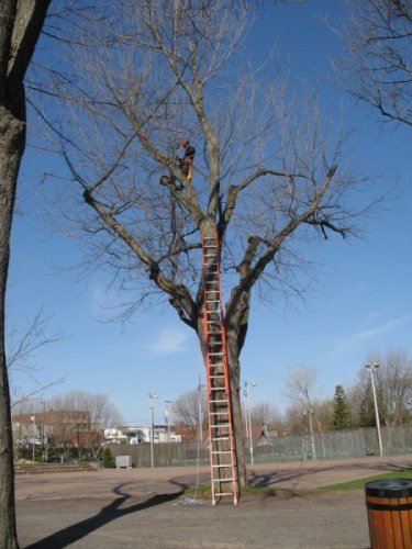 Abattage, lagage et taille d'arbre  Drummondville - Arbor lagage MG inc.