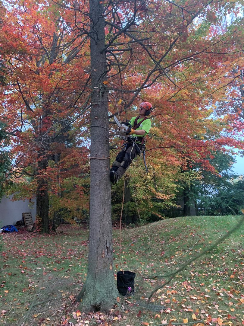 Abattage, élagage et taille d'arbre à Drummondville - Arbor Élagage MG inc.