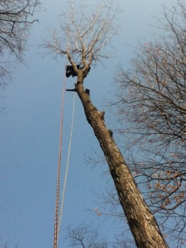 Abattage, lagage et taille d'arbre  Drummondville - Arbor lagage MG inc.