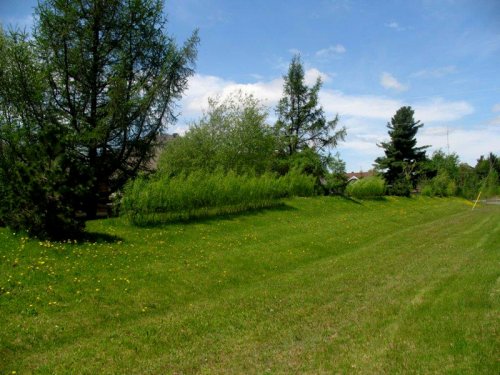 Abattage, lagage et taille d'arbre  Drummondville - Arbor lagage MG inc.