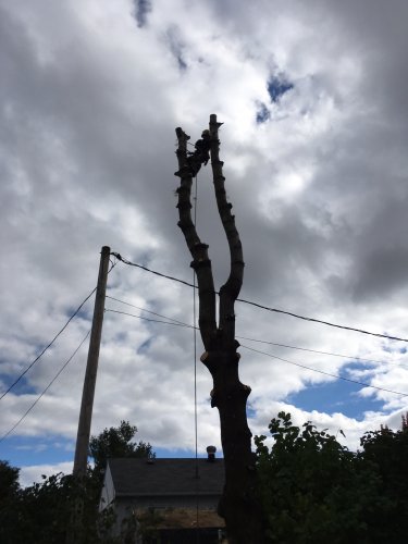 Abattage, lagage et taille d'arbre  Drummondville - Arbor lagage MG inc.