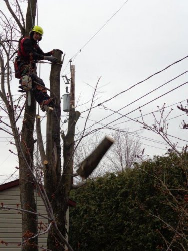 Abattage, lagage et taille d'arbre  Drummondville - Arbor lagage MG inc.