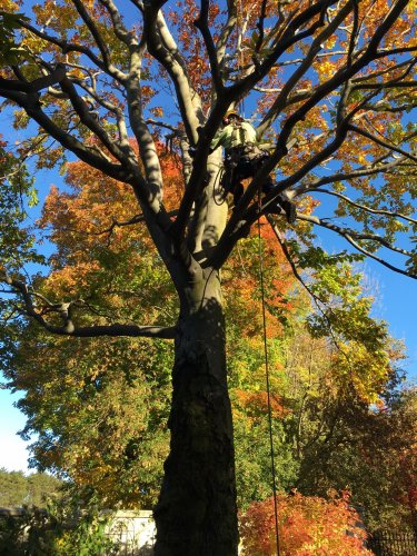 Abattage, lagage et taille d'arbre  Drummondville - Arbor lagage MG inc.