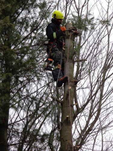 Abattage, lagage et taille d'arbre  Drummondville - Arbor lagage MG inc.