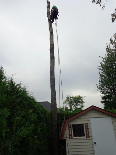 Abattage, lagage et taille d'arbre  Drummondville - Arbor lagage MG inc.