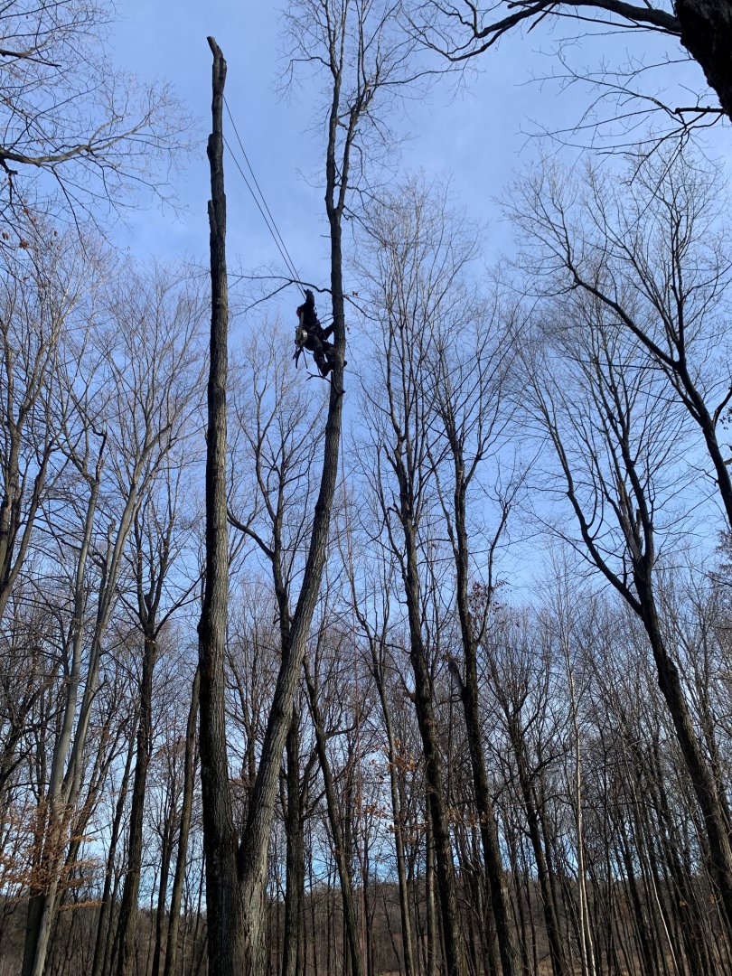 Abattage, élagage et taille d'arbre à Drummondville - Arbor Élagage MG inc.
