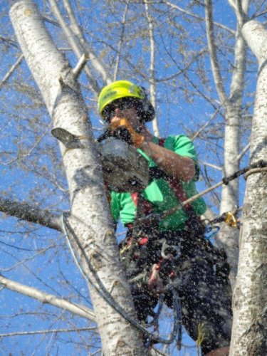 Abattage, lagage et taille d'arbre  Drummondville - Arbor lagage MG inc.