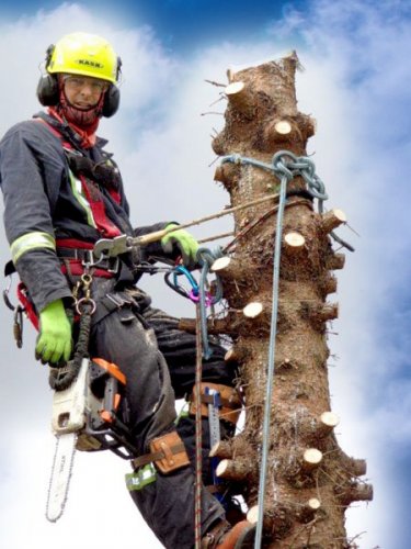 Abattage, lagage et taille d'arbre  Drummondville - Arbor lagage MG inc.