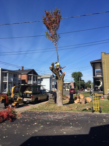 Abattage, lagage et taille d'arbre  Drummondville - Arbor lagage MG inc.
