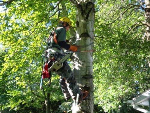 Abattage, lagage et taille d'arbre  Drummondville - Arbor lagage MG inc.