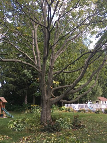 Abattage, lagage et taille d'arbre  Drummondville - Arbor lagage MG inc.