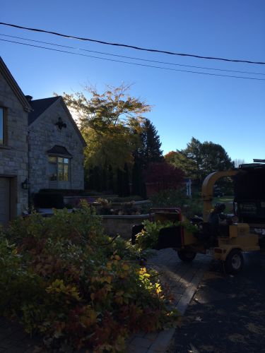 Abattage, lagage et taille d'arbre  Drummondville - Arbor lagage MG inc.
