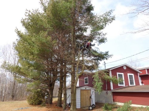 Abattage, lagage et taille d'arbre  Drummondville - Arbor lagage MG inc.