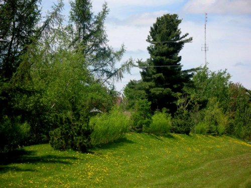 Abattage, lagage et taille d'arbre  Drummondville - Arbor lagage MG inc.