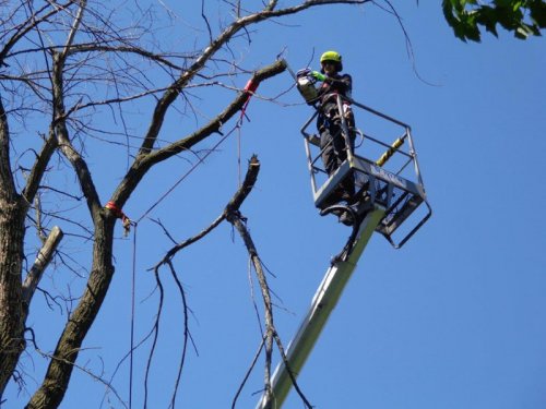Abattage, lagage et taille d'arbre  Drummondville - Arbor lagage MG inc.