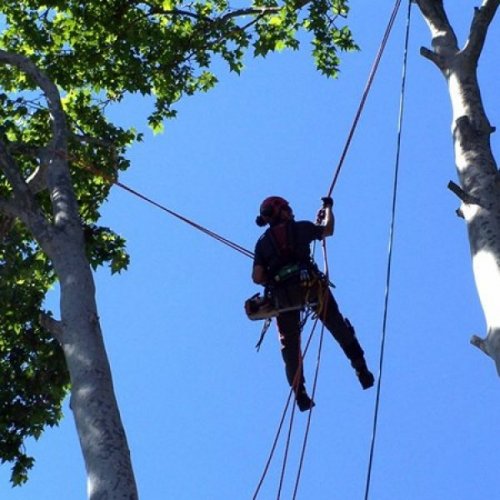 Abattage, lagage et taille d'arbre  Drummondville - Arbor lagage MG inc.