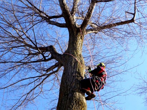 Abattage, lagage et taille d'arbre  Drummondville - Arbor lagage MG inc.