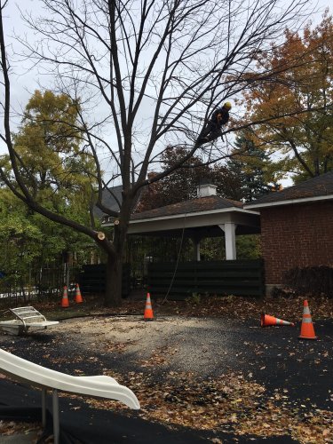Abattage, lagage et taille d'arbre  Drummondville - Arbor lagage MG inc.
