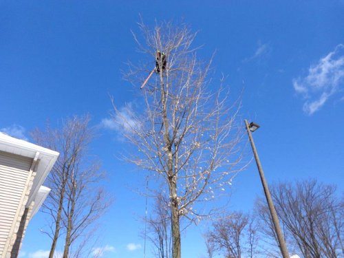 Abattage, lagage et taille d'arbre  Drummondville - Arbor lagage MG inc.