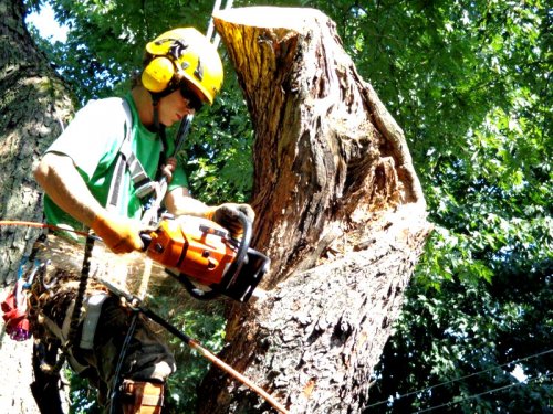 Abattage, lagage et taille d'arbre  Drummondville - Arbor lagage MG inc.