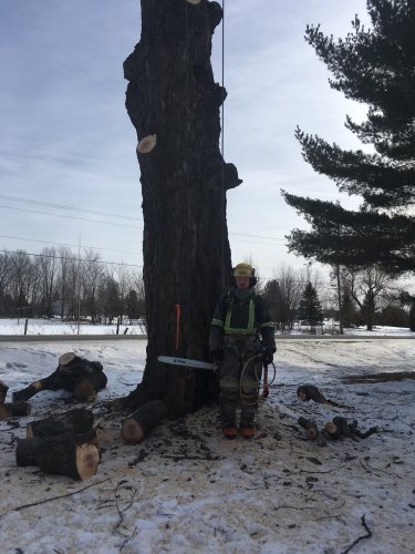 Abattage, lagage et taille d'arbre  Drummondville - Arbor lagage MG inc.