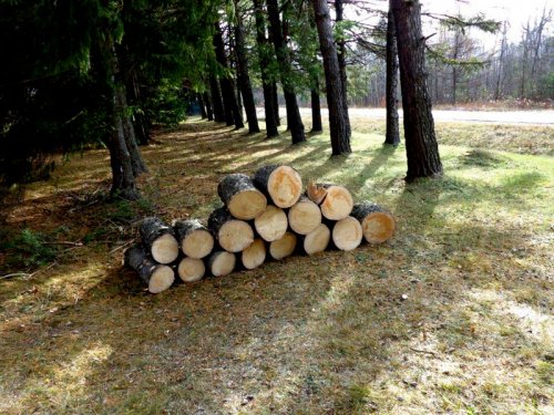 Abattage, lagage et taille d'arbre  Drummondville - Arbor lagage MG inc.