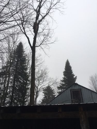 Abattage, lagage et taille d'arbre  Drummondville - Arbor lagage MG inc.