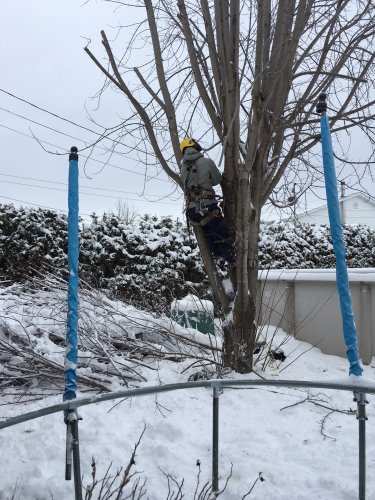 Abattage, lagage et taille d'arbre  Drummondville - Arbor lagage MG inc.