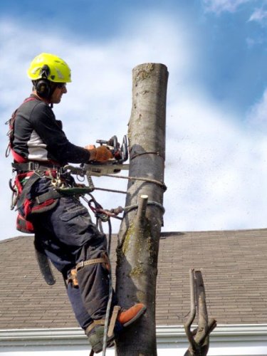 Abattage, lagage et taille d'arbre  Drummondville - Arbor lagage MG inc.