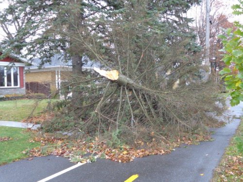 Abattage, lagage et taille d'arbre  Drummondville - Arbor lagage MG inc.