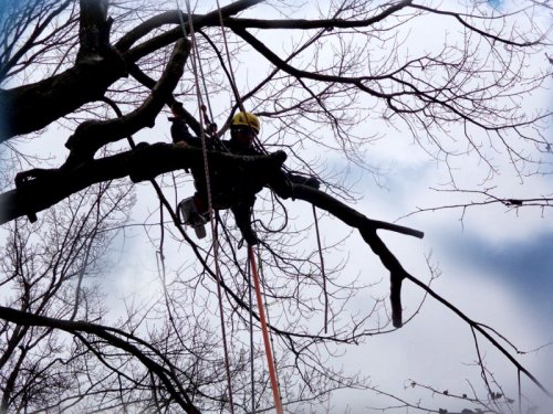 Abattage, lagage et taille d'arbre  Drummondville - Arbor lagage MG inc.