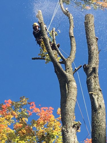 Abattage, lagage et taille d'arbre  Drummondville - Arbor lagage MG inc.