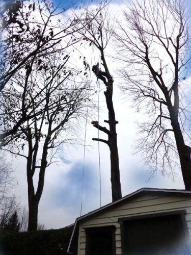 Abattage, lagage et taille d'arbre  Drummondville - Arbor lagage MG inc.