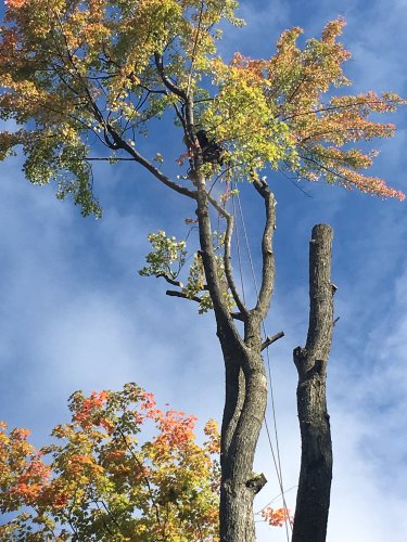 Abattage, lagage et taille d'arbre  Drummondville - Arbor lagage MG inc.