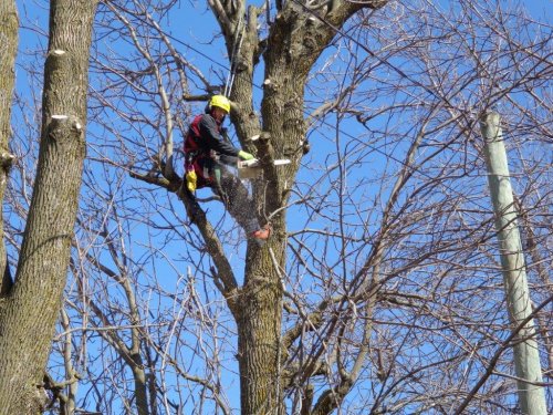 Abattage, lagage et taille d'arbre  Drummondville - Arbor lagage MG inc.