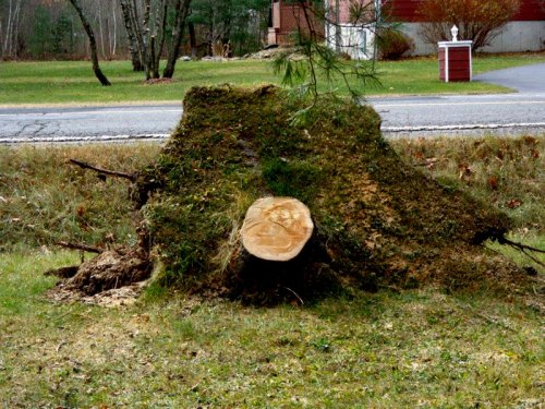 Abattage, lagage et taille d'arbre  Drummondville - Arbor lagage MG inc.