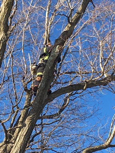 Abattage, lagage et taille d'arbre  Drummondville - Arbor lagage MG inc.