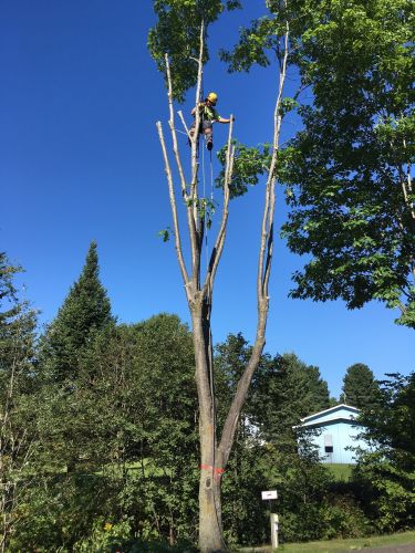 Abattage, lagage et taille d'arbre  Drummondville - Arbor lagage MG inc.