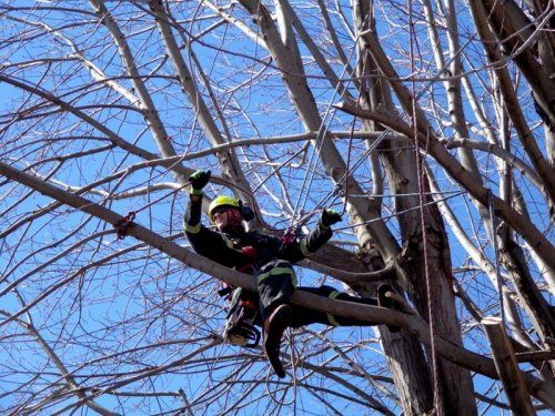 Abattage, lagage et taille d'arbre  Drummondville - Arbor lagage MG inc.