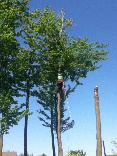 Abattage, lagage et taille d'arbre  Drummondville - Arbor lagage MG inc.